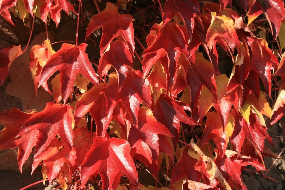 red autumn leaves of decorative maple