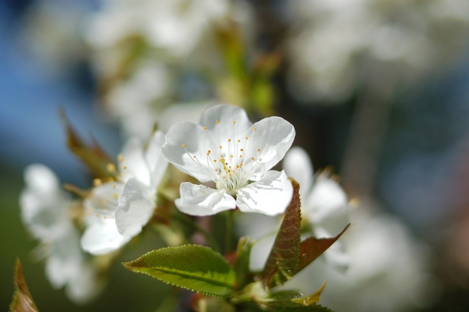 white cherry flowers on blurred background