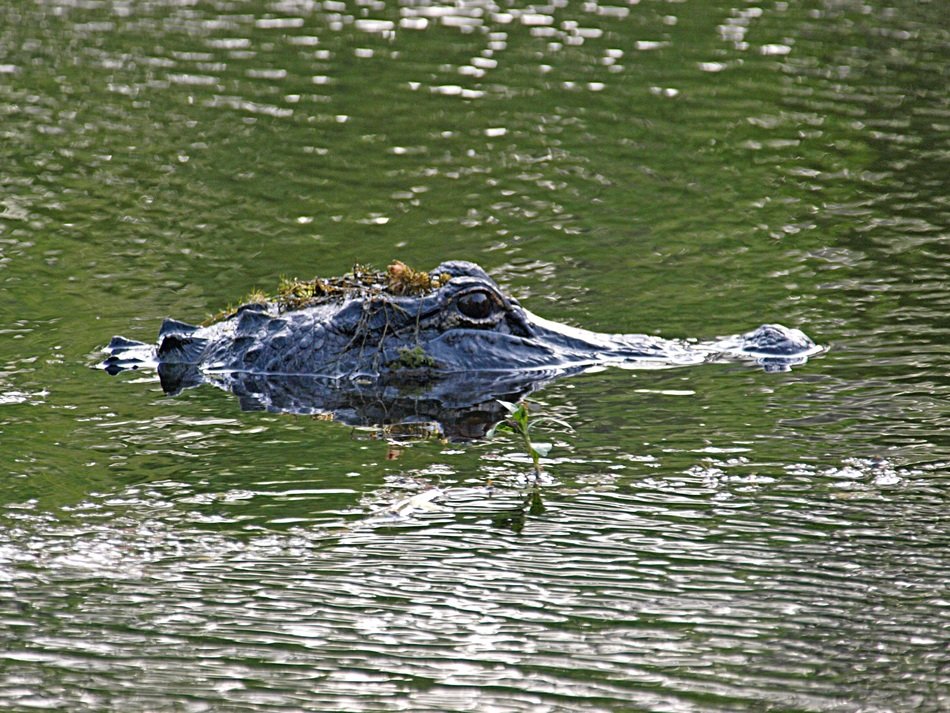 alligator in habitat