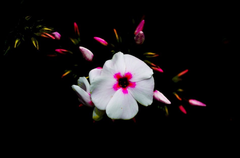 branch with white flowers in the dark