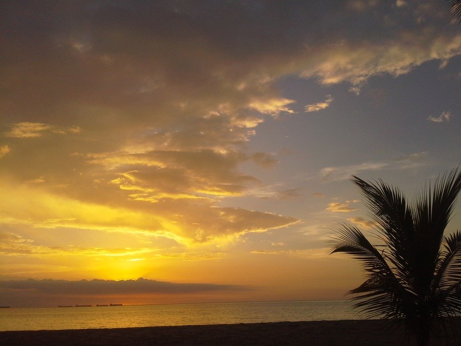 Palm trees on the beautiful coast against a background of yellow sunset