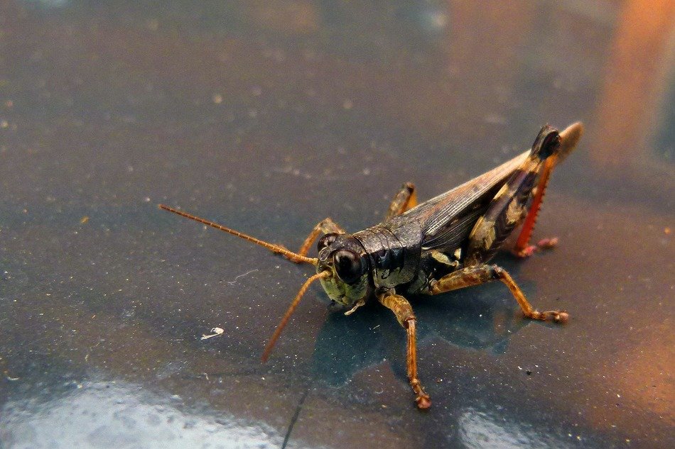 grasshopper on a shiny surface close-up