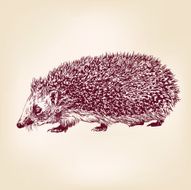 hedgehog hand drawn vector llustration realistic sketch
