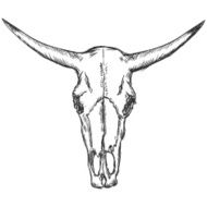 vector sketch illustration - old cow skull