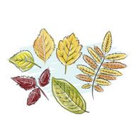 Sketch of autumn leaves for your design
