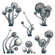 Cramped Toadstool Mushrooms Composition Collection