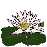 Lotus flower sketchbook