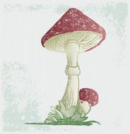 Amanita