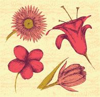 Flowers sketch