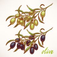 two olive tree branches