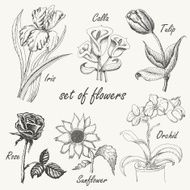 Hand drawing set of flowers Iris calla tulip orchid