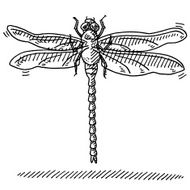 Dragonfly Drawing
