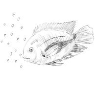sketch of a fish N6
