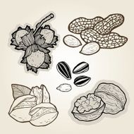 hand drawn nuts- illustration