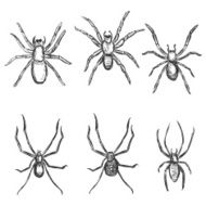 Vector Set of Sketch Spiders