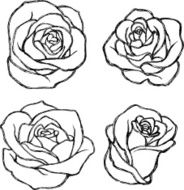 Sketch Rose Flower Set