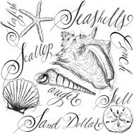 Hand sketched seashells with names in calligraphy