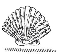 Scallop Seashell Drawing