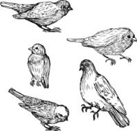 set of linear drawing birds