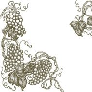 Vector Sketchy Grape Vine Border Isolated on White Background