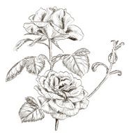 Hand drawn rose