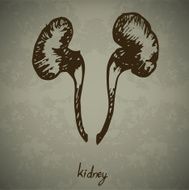 Doodle Human kidney