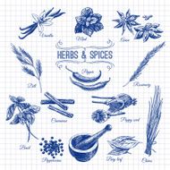 Vector hand drawn set with Herbs Spices Vintage illustration