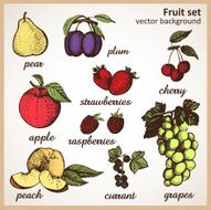 Color graphic fruit set