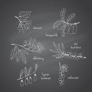 Set of garden and wild chalk hand-drawn berries N3