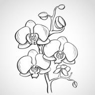 Sketch orchid branch N2