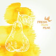 Watercolor background with pear in vector