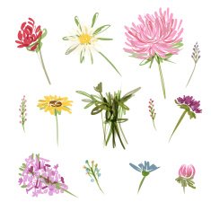 Set of garden flowers sketch for your design
