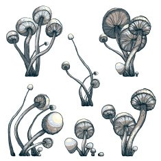 Cramped Toadstool Mushrooms Composition Collection