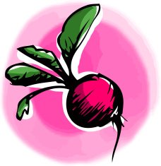 radish N2