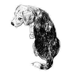 The back of beagle N3