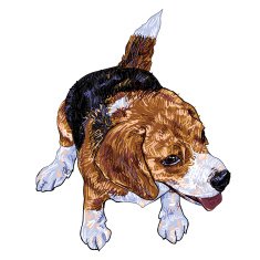 Sitting Beagle N3