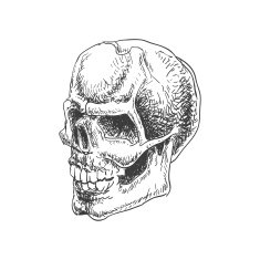 Doodle Skull N16