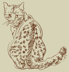 Cat drawing simple vector sketch N11