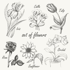 Hand drawing set of flowers Iris calla tulip orchid