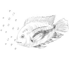sketch of a fish N6