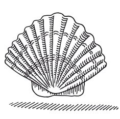 Scallop Seashell Drawing