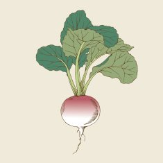radish N3
