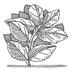 Branch Leaves Nature Drawing