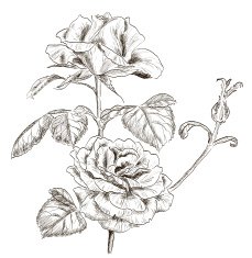 Hand drawn rose