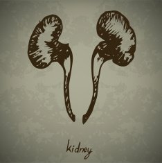 Doodle Human kidney