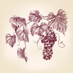 Bunch Of Grapes N3
