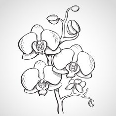 Sketch orchid branch N2