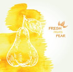 Watercolor background with pear in vector