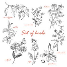 Set of isolated herbs in sketch style