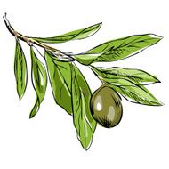 Olive Branch N4